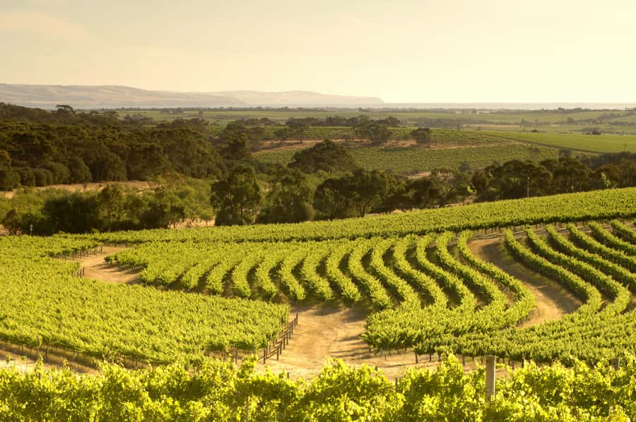 Adelaide: Half-day McLaren Vale & Glenelg Wine Tasting Tour - What the guides add to the price