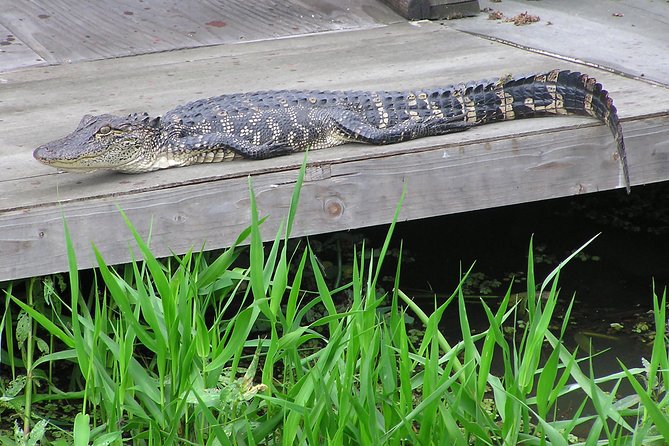 Airboat and Plantations Tour with Gourmet Lunch from New Orleans - Who should book this Louisiana day trip?