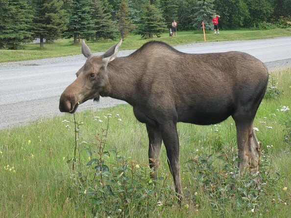 Anchorage Sightseeing and Food Tour - Available All Year Long! - Key points at a glance
