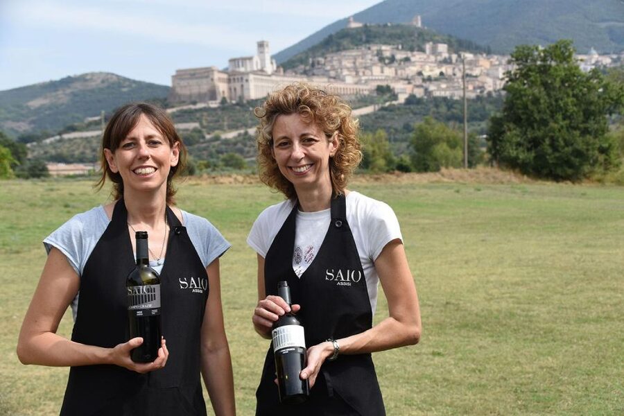 Assisi: Wine tasting, gourmet pairing, walk in the vineyards - Why this small wine experience works well in Assisi