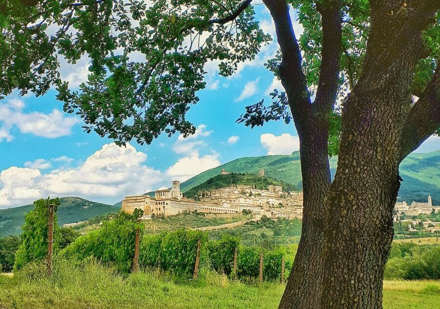 Assisi: Wine tasting, gourmet pairing, walk in the vineyards - The opening tasting and four wines