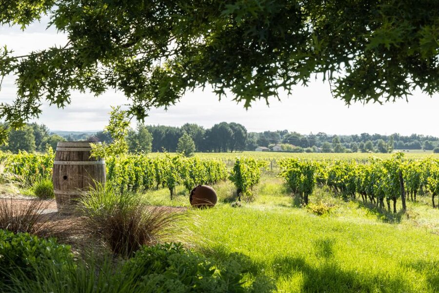 At the gates of Toulouse : Gourmet Tour - Walk and Tastings - The 45-minute vineyard walk