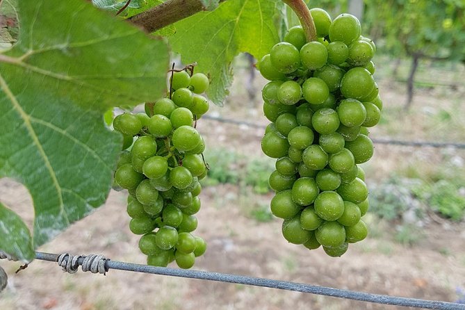 Beyond the Vines - Full-Day Marlborough Wine Tasting Tour - The guides shape the whole experience