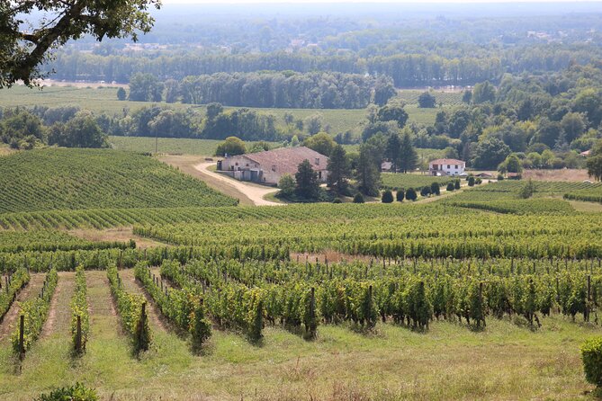 Bordeaux : Full Day Wine Tastings & Gourmet Lunch - Making wine approachable for beginners