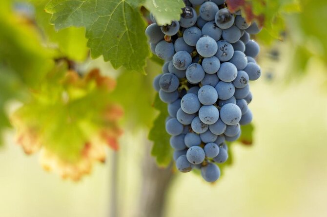 Bordeaux Full Day Wine Tour - 3 Wineries & Gourmet Picnic Lunch - Five things to know before booking