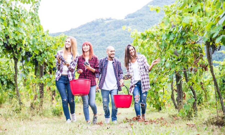 Boscotrecase: Vesuvius Wine Tasting Tour Lunch - Key things to know before booking