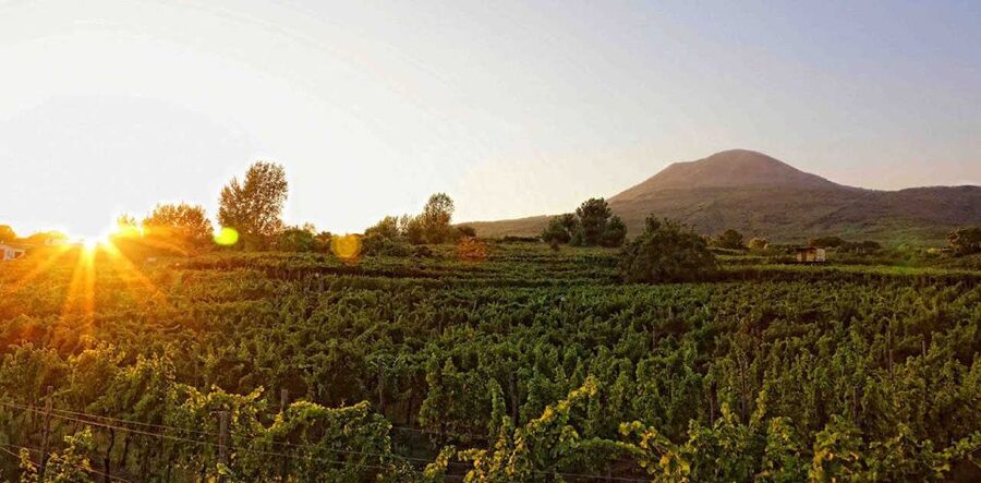 Boscotrecase: Vesuvius Wine Tasting Tour Lunch - Why Boscotrecase makes a fine wine stop
