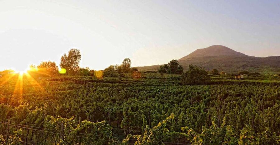 Boscotrecase: Vesuvius Wine Tasting Tour Lunch - Learning about Lacrima Christi and Vesuvius wine