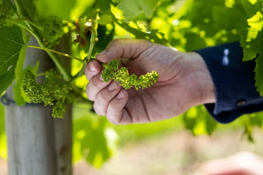 Brisbane: Boutique Winery Tour with Gourmet Lunch - Lunch at Cedar Creek Estate Winery