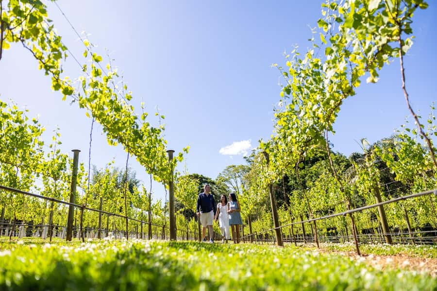 Brisbane: Boutique Winery Tour with Gourmet Lunch - Pickup from Brisbane and the ride to the mountain