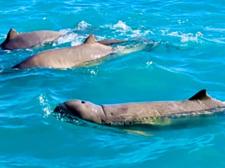 BROOME: SCENIC & PREHISTORIC CRUISE- Wine & Gourmet Platters - Five things that make this Broome cruise different