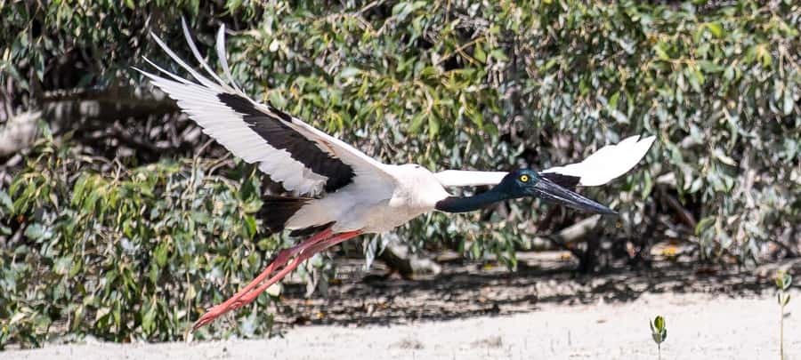 BROOME: SCENIC & PREHISTORIC CRUISE- Wine & Gourmet Platters - A prehistoric morning with a holiday finish