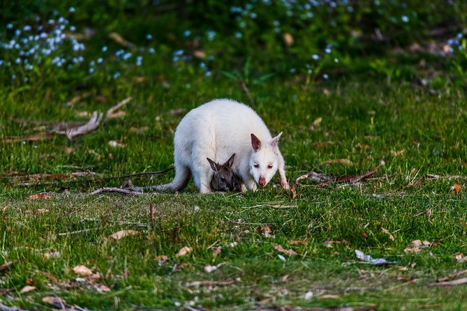Bruny Island Traveller - Gourmet Tasting and Sightseeing Day Trip from Hobart - Is the $197.24 price good value?