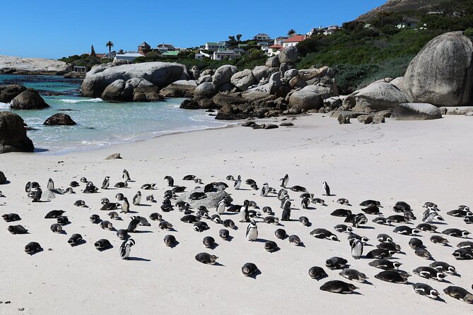 Cape Town: Cape of Good Hope, Table Mountain & Wine Tasting Tour - Cape Point Vineyards adds a calmer middle note