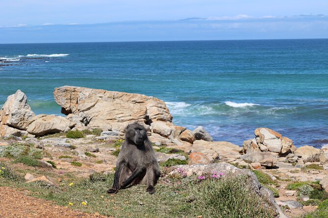 Cape Town: Cape of Good Hope, Table Mountain & Wine Tasting Tour - Camps Bay and Maiden’s Cove deliver the classic postcard view