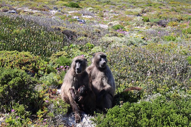 Cape Town: Cape of Good Hope, Table Mountain & Wine Tasting Tour - Table Mountain is the grand finale