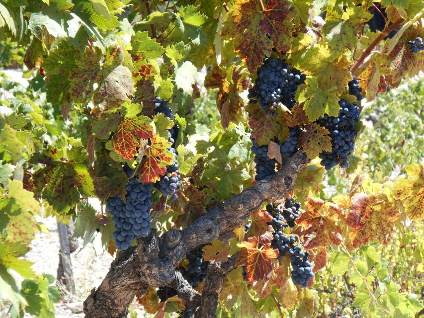 Carmel Valley Wine Tasting Tour - How to get the most from your afternoon
