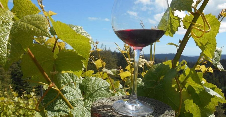 Carmel Valley Wine Tasting Tour - The vineyard walk and what it adds