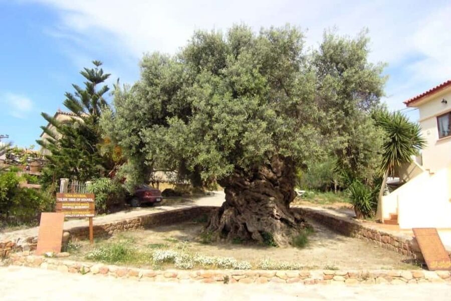 Chania Area: Food Tasting Tour with Winery Visit - Key points to know before booking