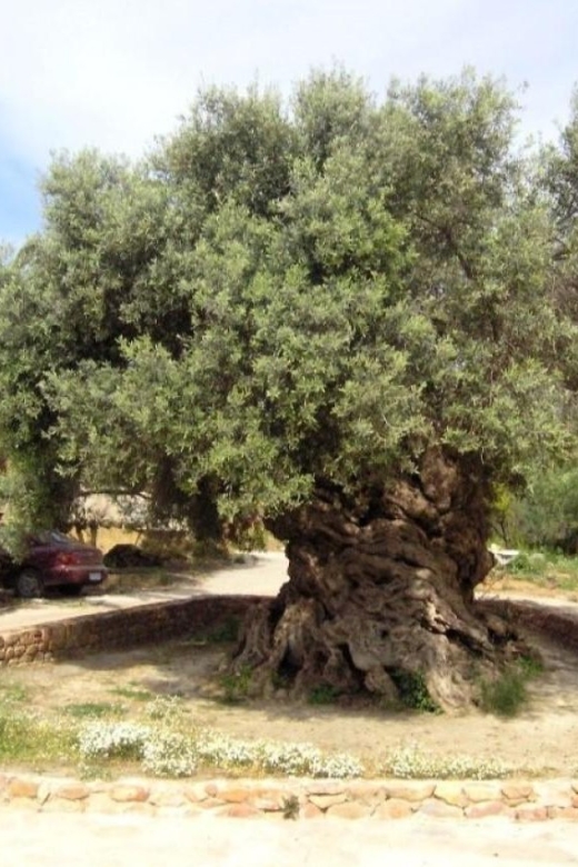 Chania Area: Food Tasting Tour with Winery Visit - Timing, pickup, and possible changes