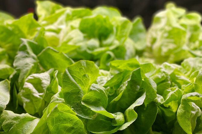 Charleston Farm-to-Table Food Tour and Chef's Challenge - Who will enjoy the Chef’s Challenge most?