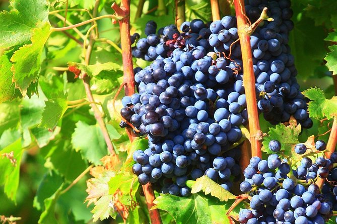 Châteauneuf du Pape Wine Day Tasting Tour including Lunch from Avignon - Lunch is more than a break