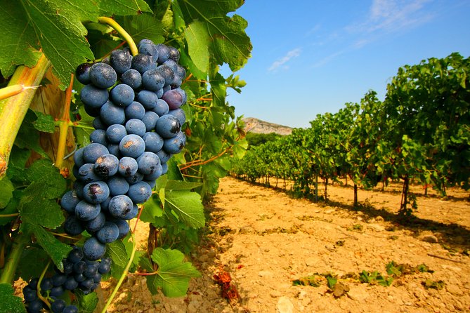 Châteauneuf du Pape Wine Day Tasting Tour including Lunch from Avignon - Leaving Avignon at 9:00 in the morning