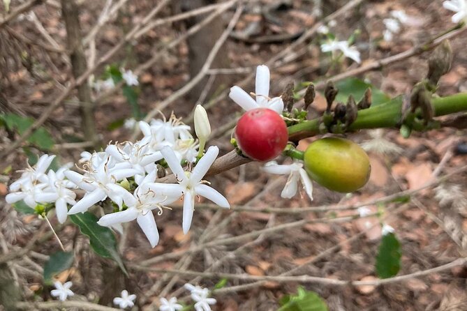 Coffee and Gastronomic Bike Tour in Antigua - Finca La Azotea: where the coffee story becomes real