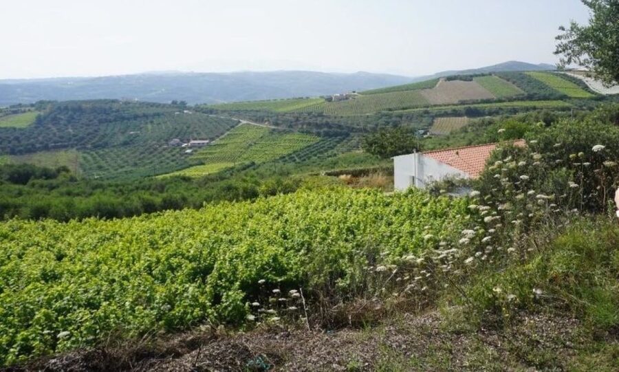 Crete: Full-Day Cretan Wines, Olive Oil, Raki and Food Tour - Raki, an old wine press, and the rakokazano