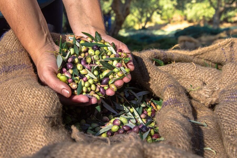 Crete: Olive, Wine, & Raki on a Flavorful Culinary Journey - Archanes adds a village finish