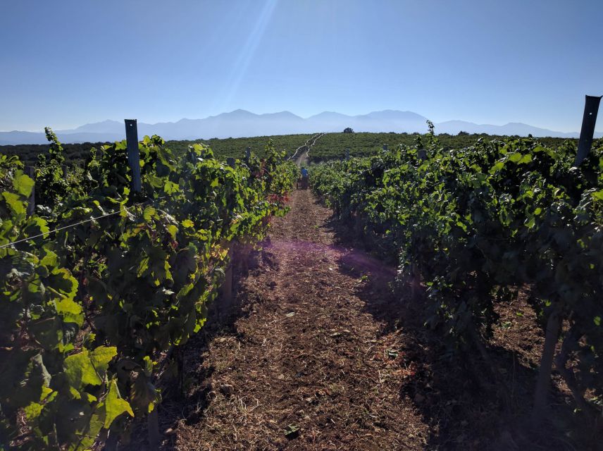Crete: Olive, Wine, & Raki on a Flavorful Culinary Journey - Who will enjoy this day most