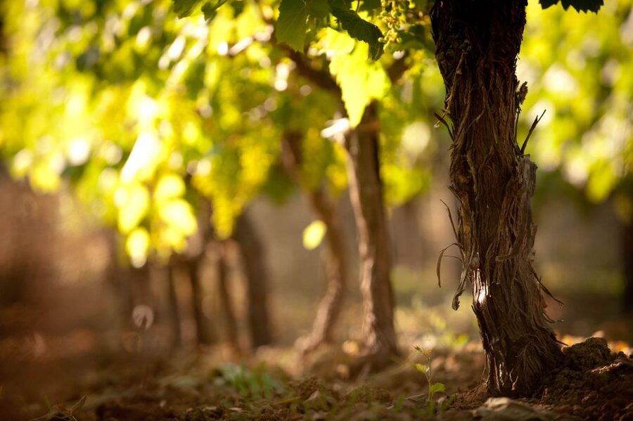 Crete: Olive, Wine, & Raki on a Flavorful Culinary Journey - Wine and raki in Stironas