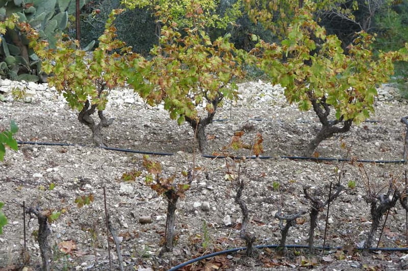 Cyprus: Troodos Mountain Food & Wine Tasting Tour with Lunch - Local producers bring the day to life
