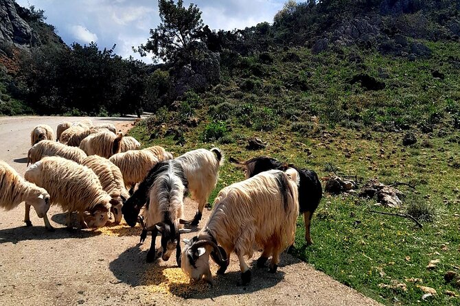 Eat & Crete Food Tour [non-touristy] Chania Villages - What the price includes, and what it does not