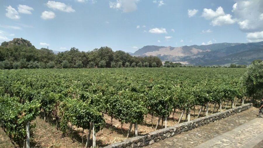 Etna: Wine Tasting and Food Tour - Key things to know before booking