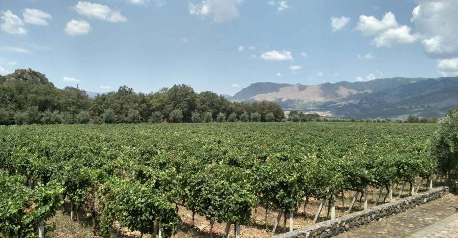 Etna: Wine Tasting and Food Tour - Leaving Catania for Mount Etna