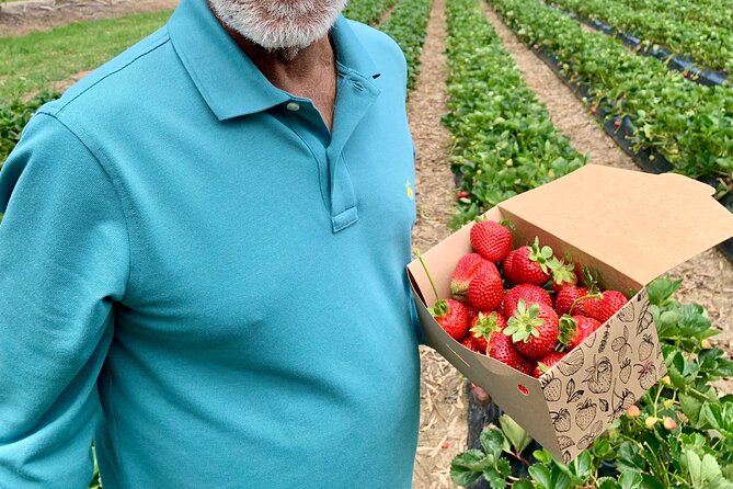 Experience Hahndorf & Barossa: Gourmet lunch, Wine, Beer & Treats - Beerenberg Farm and the real cost of strawberry picking