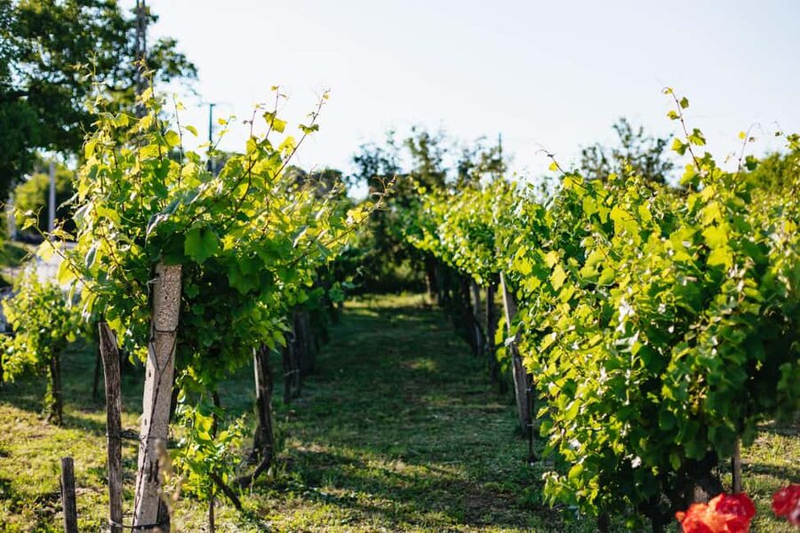 From Budapest: Etyek Wine Tasting Tour with 3-Course Meal - Who will enjoy this Etyek tour most