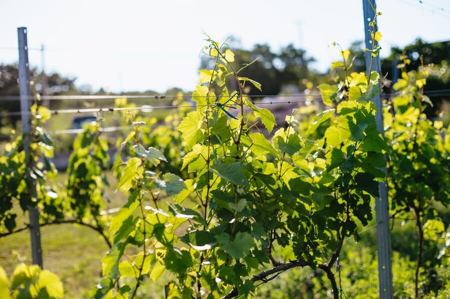 From Budapest: Etyek Wine Tasting Tour with 3-Course Meal - Food, wine, and pacing