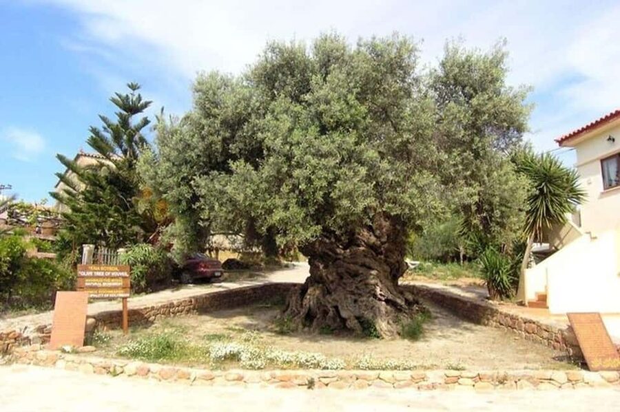 From Chania: Olive Oil, Wine, Cheese & Honey Tasting Tour - What the seven-hour day is really like