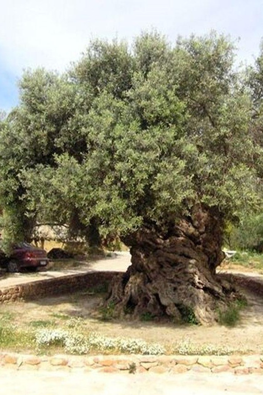 From Chania: Olive Oil, Wine, Cheese & Honey Tasting Tour - Bees, honey, and the working olive mill
