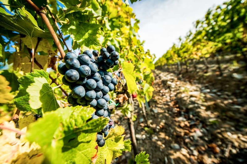 From Florence: Tuscany Wine & Food Tour with Guide - Leaving Florence for the Chianti hills