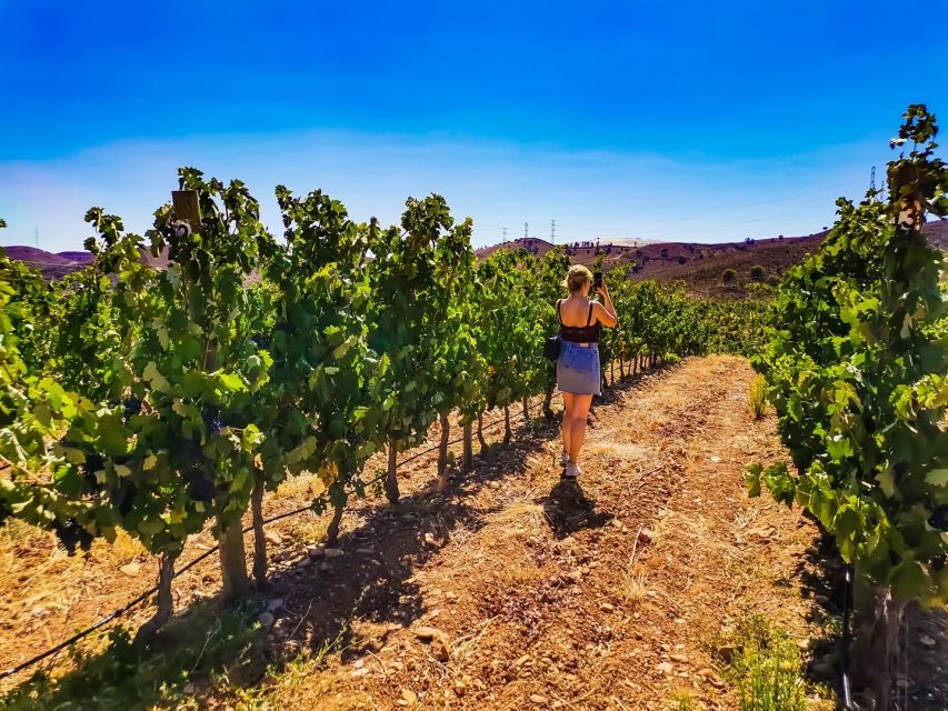 From Lagos: Small-Group 4-Hour Wine Tasting Tour - Tasting three wines with Algarve tapas