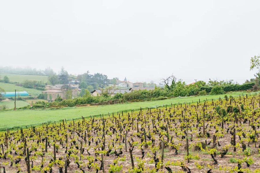 From Lyon: Golden Stones Beaujolais Wine Tasting Tour - Is $116 a fair price?