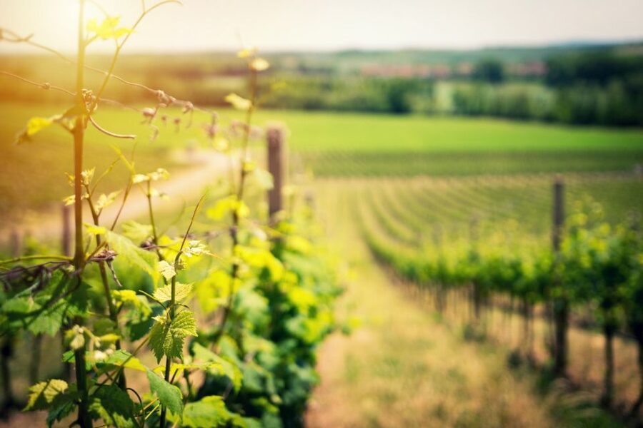 From Naples: Pompeii and Wine Tasting Tour with Lunch - Why this Naples day trip works