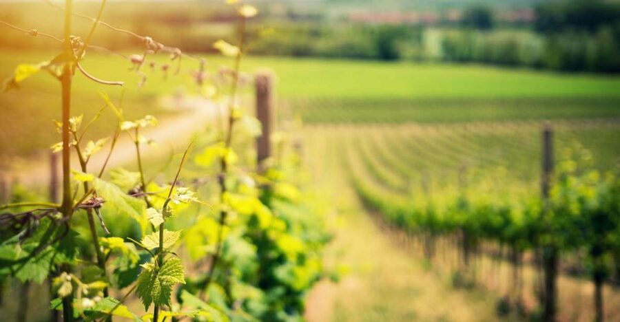 From Naples: Pompeii and Wine Tasting Tour with Lunch - Pompeii after the eruption of 79 A.D.