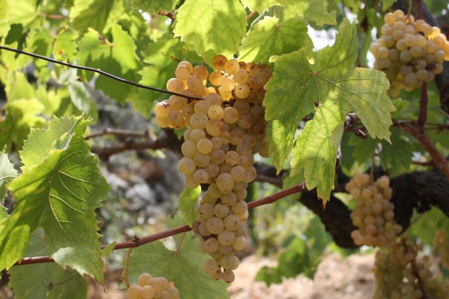 From Naples: Pompeii and Wine Tasting Tour with Lunch - Guides and group atmosphere