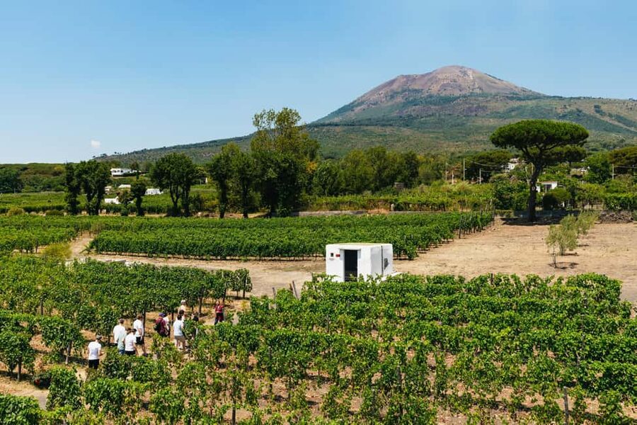 From Naples: Wine Tasting Tour on Vesuvius Slopes with Lunch - Key points to know before booking