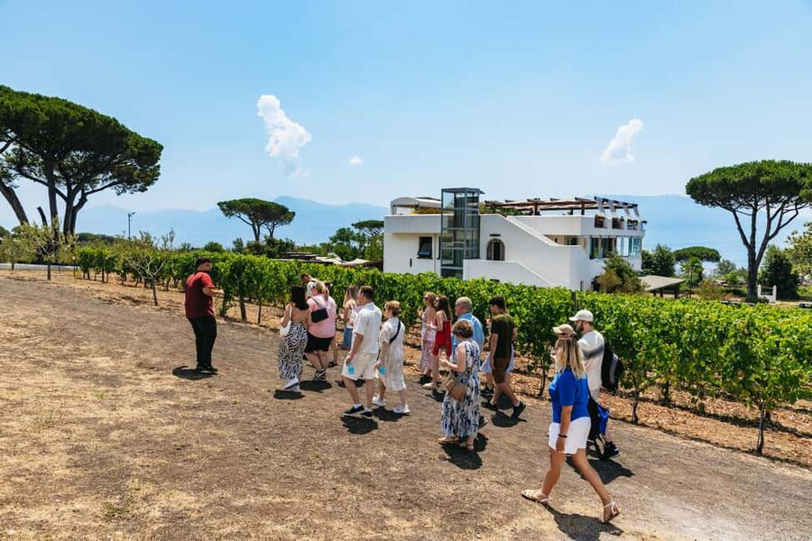 From Naples: Wine Tasting Tour on Vesuvius Slopes with Lunch - Who will enjoy this Vesuvius wine tour?