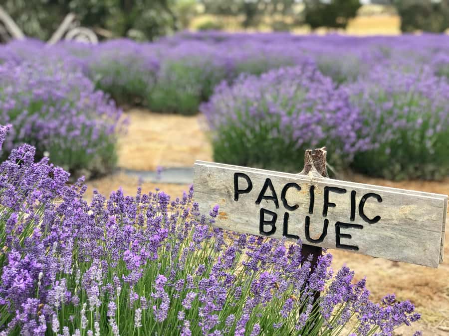From Penneshaw: Kangaroo Island Shore Excursion Tasting Tour - Why this tour works well from a cruise ship